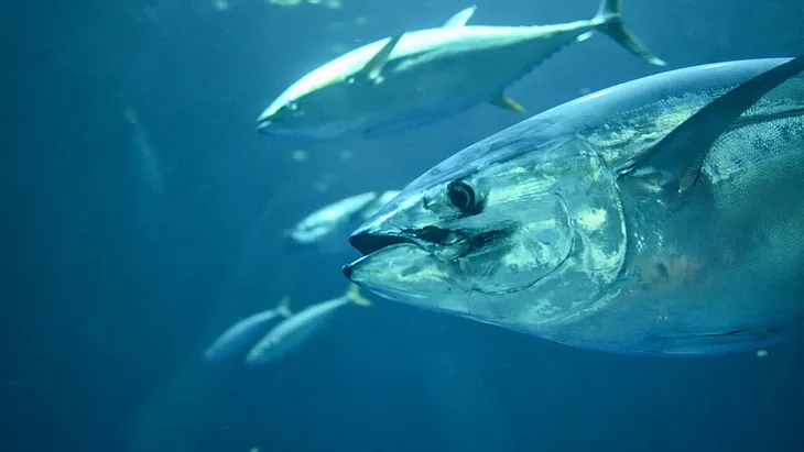 The image shows a close-up underwater view of a large tuna fish swimming in blue ocean waters. The tuna is in sharp focus in the foreground, with its silvery, streamlined body and distinctive eye clearly visible. Its mouth is slightly open, revealing its predatory nature. In the background, slightly out of focus, several other tuna can be seen swimming, giving a sense of the school or group these fish often travel in. The water has a deep blue color, typical of open ocean environments.