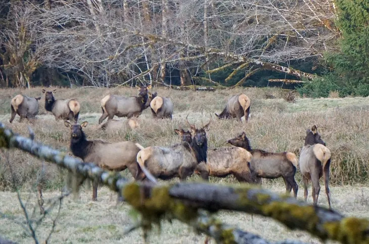 Roosevelt elk: icons of the Pacific Northwest’s coastal rainforests