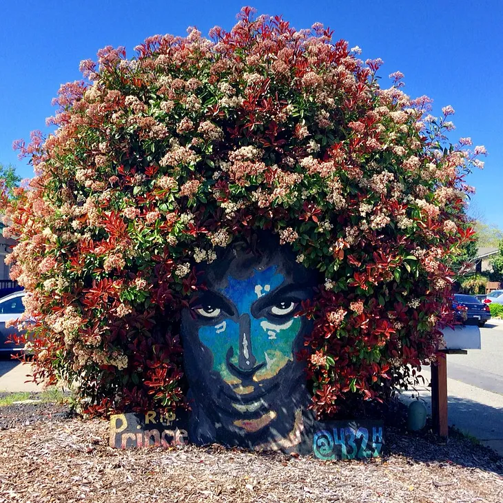 A tribute to Prince has turned a quiet street in Citrus Heights into a pilgrimage site