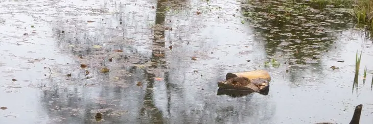 Surface of a pond with rain falling on it. Trees and the sky reflected.