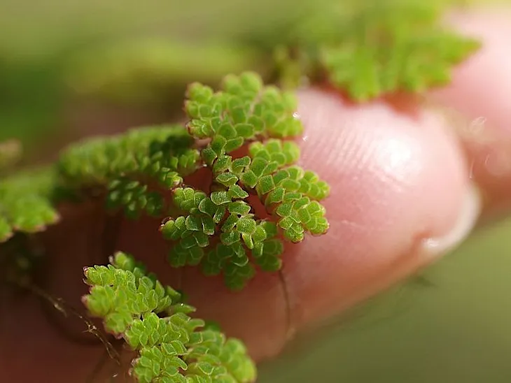 Monitoring of alien aquatic plants in the inland waters of Sicily (Italy)