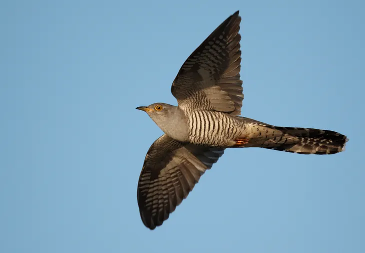 Uncovering The Genomic Secrets Of Color Variants In Female Cuckoo Birds
