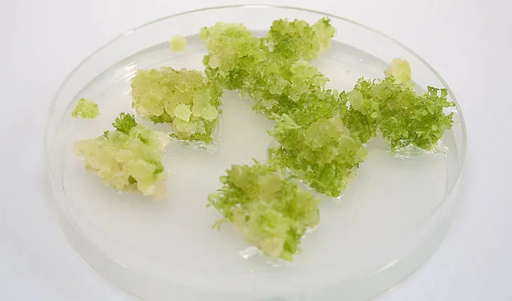 What are these crumbly, green…blobs?