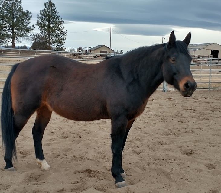 A Brown Horse Sheds his Winter Coat by Emily Gibson Medium