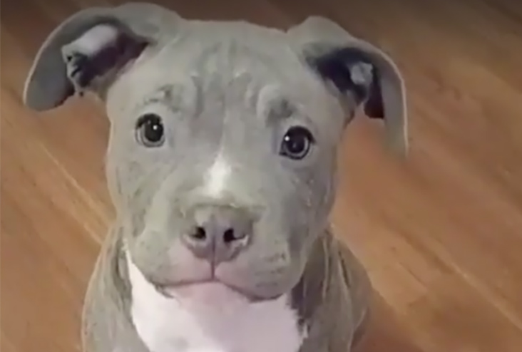 Pitbull Terrier Köpek Cinsi Özellikleri ve Bakımı | by EvcilHayvanlar |  Medium