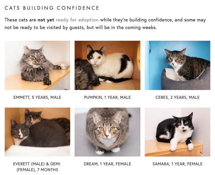 The Global Cat Ecosystem. A look inside the intersecting… by Giannavalente Medium