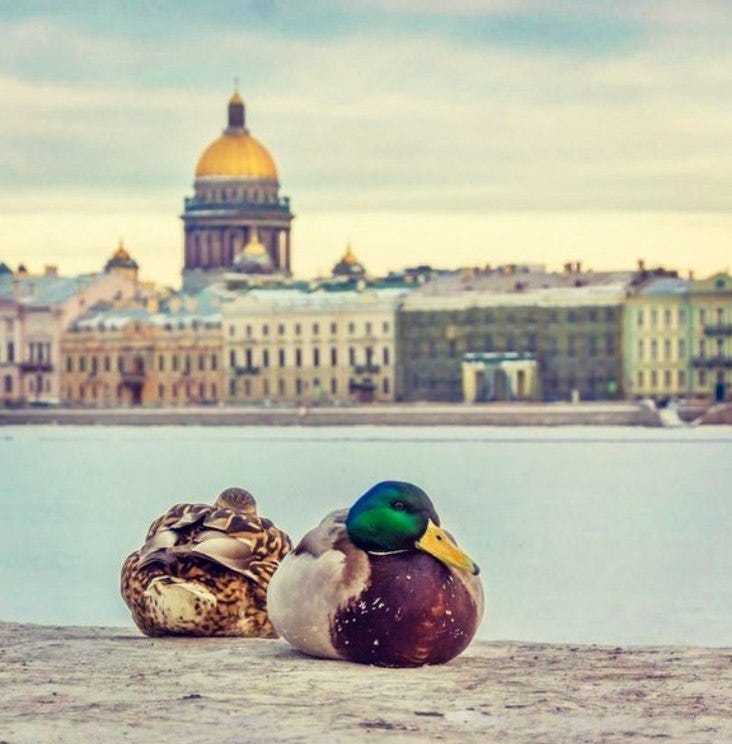 Apartments for rent SaintPetersburg, Russia by SUTOCHNO888 RU Medium