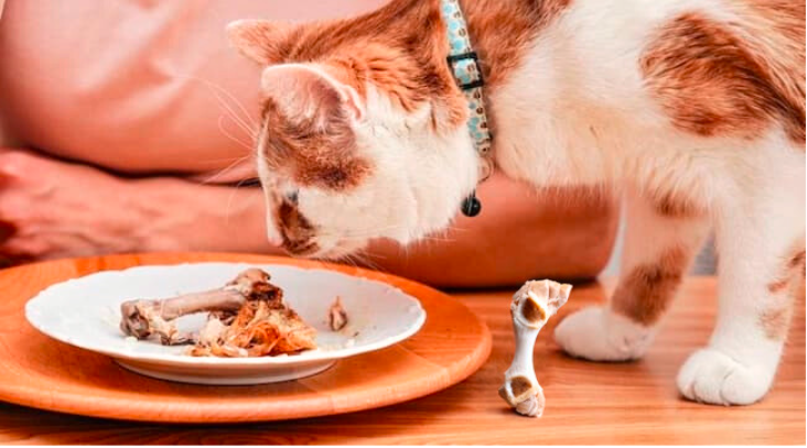 My cat ate discount cooked chicken bones