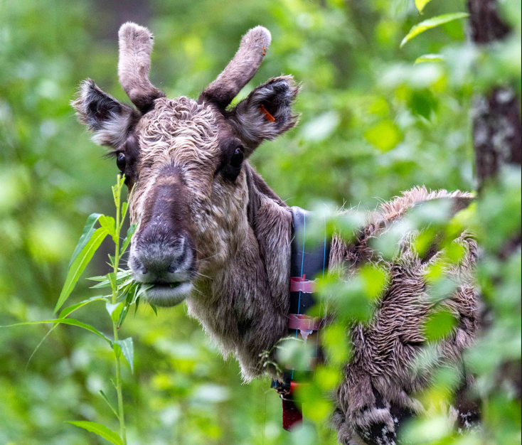 Elasticsearch health check on application by Diego Bonura We