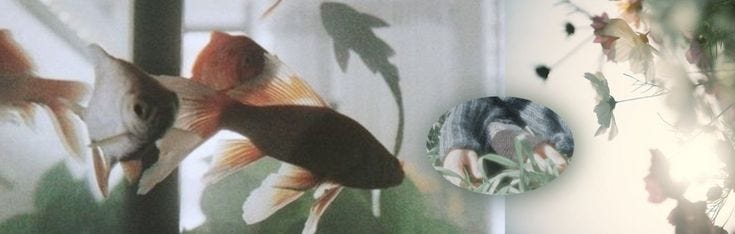 Mengapa dia? dan mengapa bukan aku?