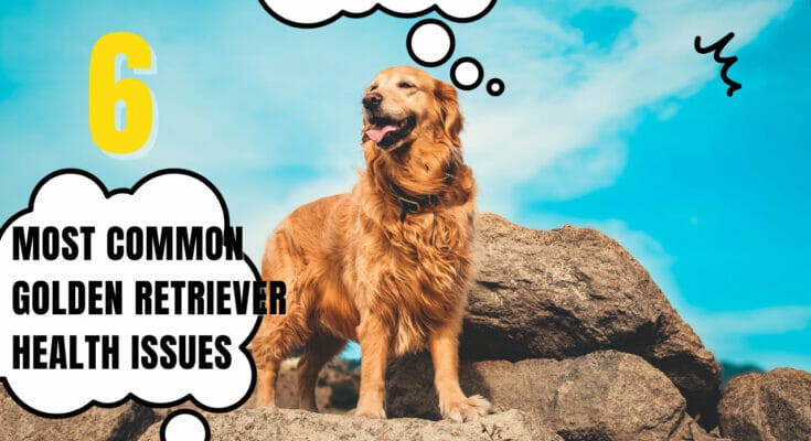 Golden retriever health problems