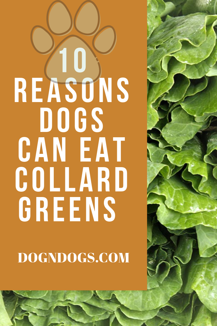 Dogs Can Eat Collard Greens. The most of foods that human being eat
