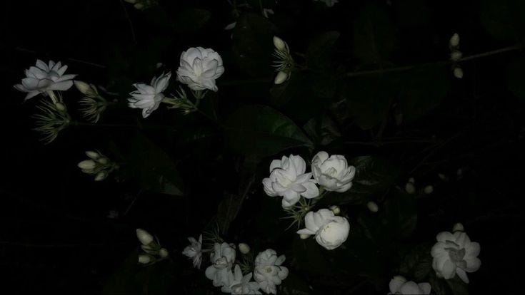 Selamat Malam