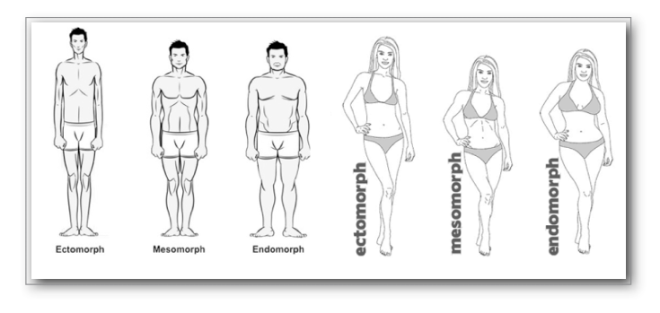 Male Body Types: Endomorph, Ectomorph & Mesomorphs - My Fit Foods