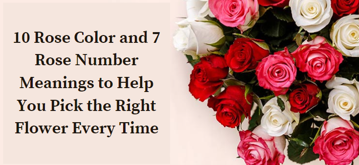 10 Rose Color and 7 Rose Number Meanings to Help You Pick the Right Flower  Every Time | by Alexandramyer | Medium