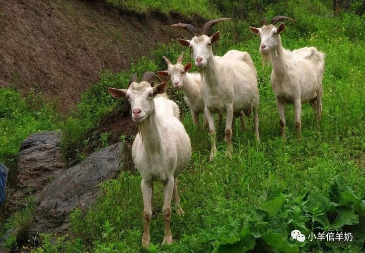Cara Membuat Silase untuk Pakan Ternak Kambing