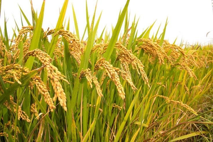 Fading Fields: The Decline of Youth Interest in Farming Due to Low Income in Indonesia