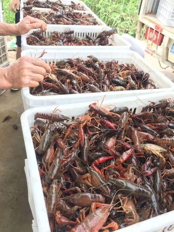 How to Start a crayfish processing business by Shreyani17 Medium