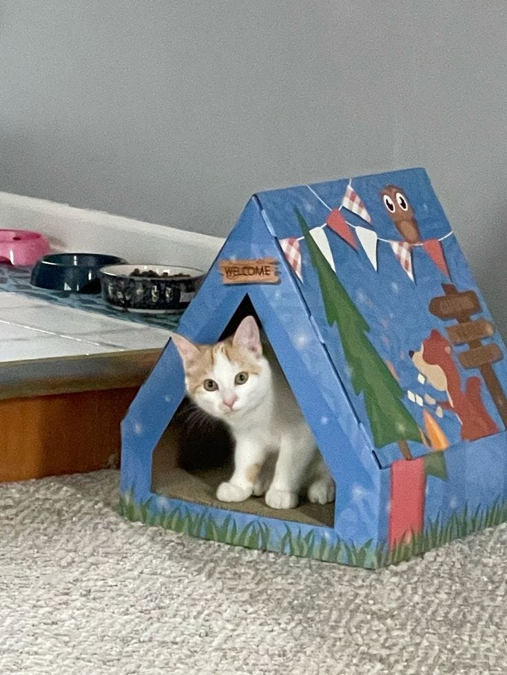 Cat vs. Kitten Toys: Understanding the Play Needs of Your Feline Friend