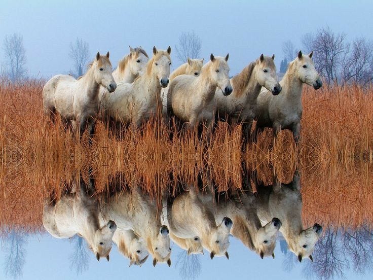 Les chevaux blancs de Camargue — une leçon de liberté silencieuse