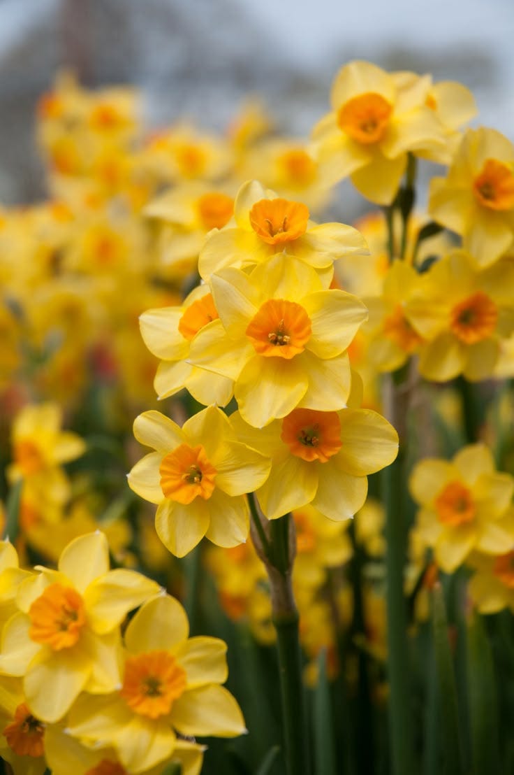 Setangkai Daffodil