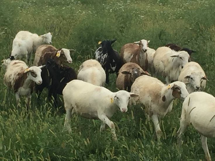 Modal Bisnis Ternak Kambing Di Indonesia