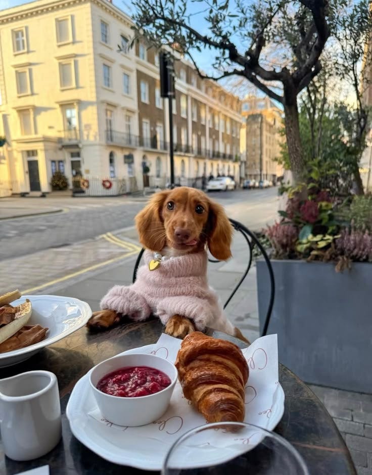 Madrid y sus cafés pet friendly: 5 lugares para disfrutar con tu perro 🐶☕