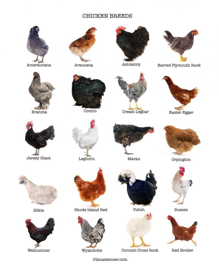 The 20 Best Chicken Breeds For Backyard Coop Pets Bea vrogue.co