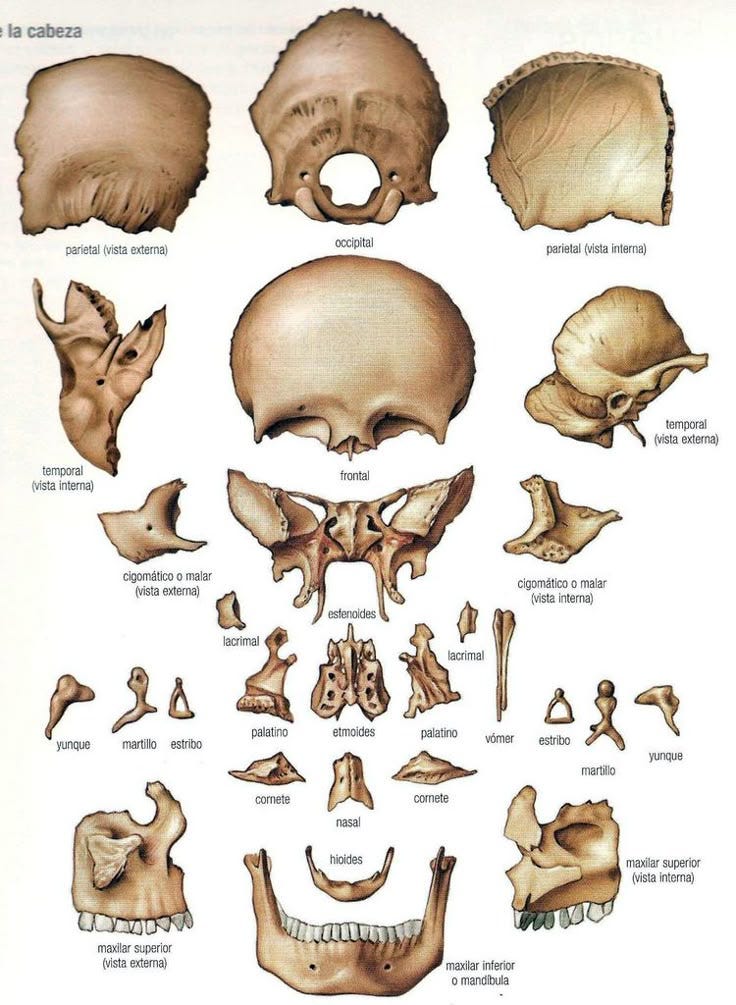 Skull: A protective barrier for the brain and a framework for the face