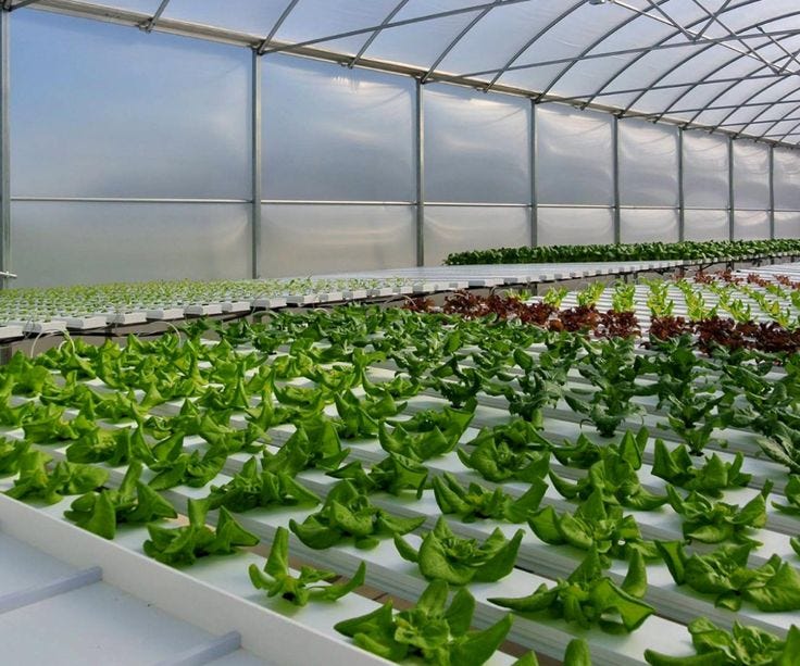 Hydroponics in Metropolitan Cities: Cultivating the Future of Urban ... Biology Diagrams
