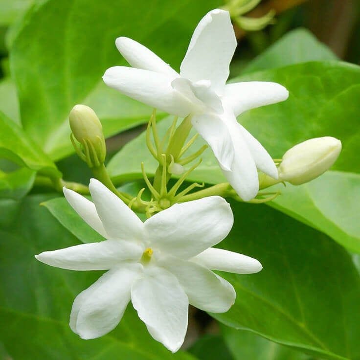 Jati (Jasminum officinale)