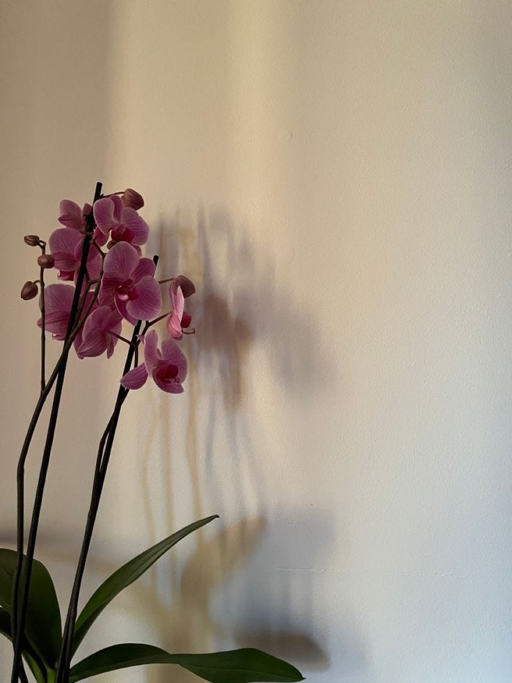 Taman Anggrek. Taman anggrek yang terlihat begitu… | by Aksa_hi | Medium