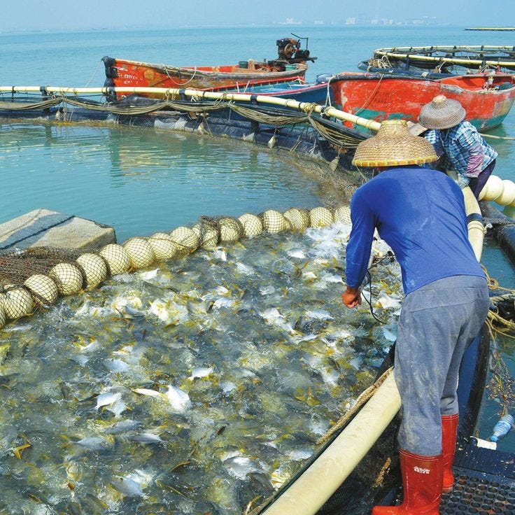 Fish Farming and the Environment: Challenges and Solutions
