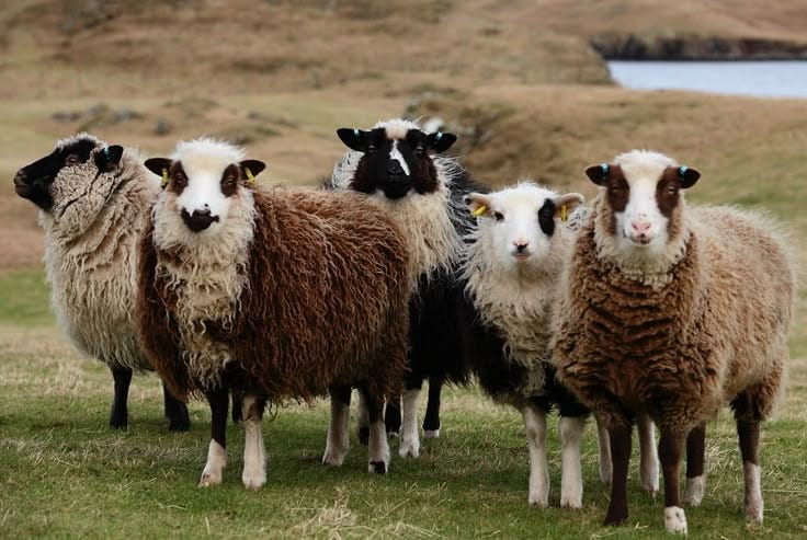 Biaya Pembuatan Kandang Kambing Baja Ringan