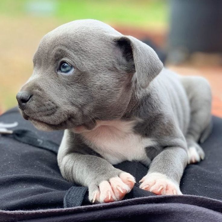 Pitbull Puppies For Sale. Are you looking for an aggressive… by