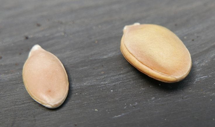 📝 Story Title: The Two Seed. The Tale of Two Seeds: A Lesson in… | by ...