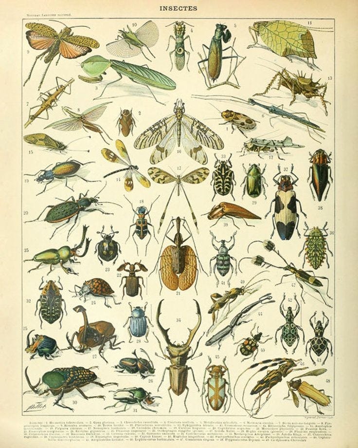 insecta parida junto ao florilégio torácico