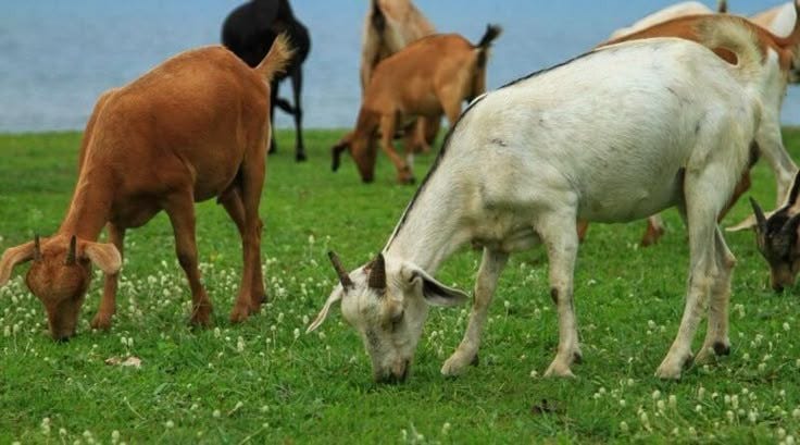 Campuran Pakan Fermentasi untuk Kambing yang Bagus