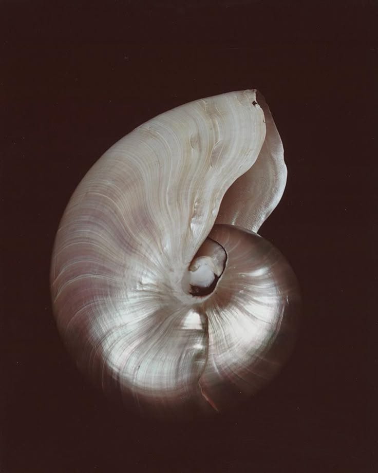 Shell Symbology in Design, 2025. You may have noticed in 2025, an… | by ...