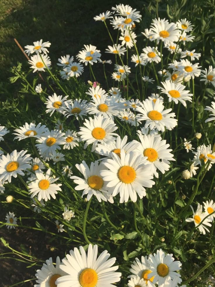 gadis berperisa chamomile