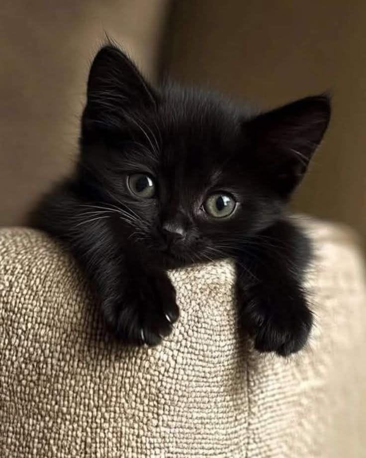 The Nine Lives of Reinvention: Single, Retired, and Creating a Sanctuary for Black Cats