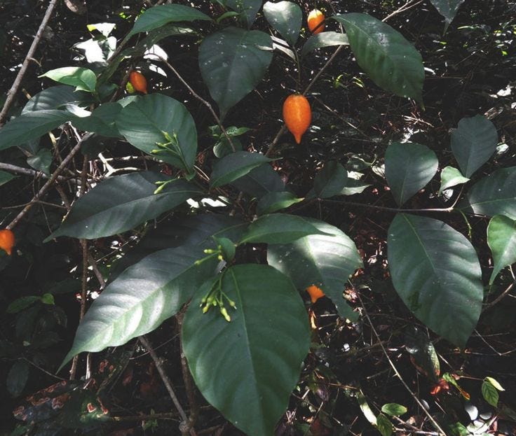Ibogaine: A Powerful Plant Medicine for Deep Healing and Reset