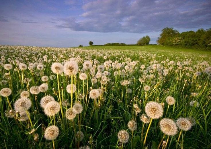Meaning of Dandelion Flower The Flower of the Heart by Lutfiah Ari