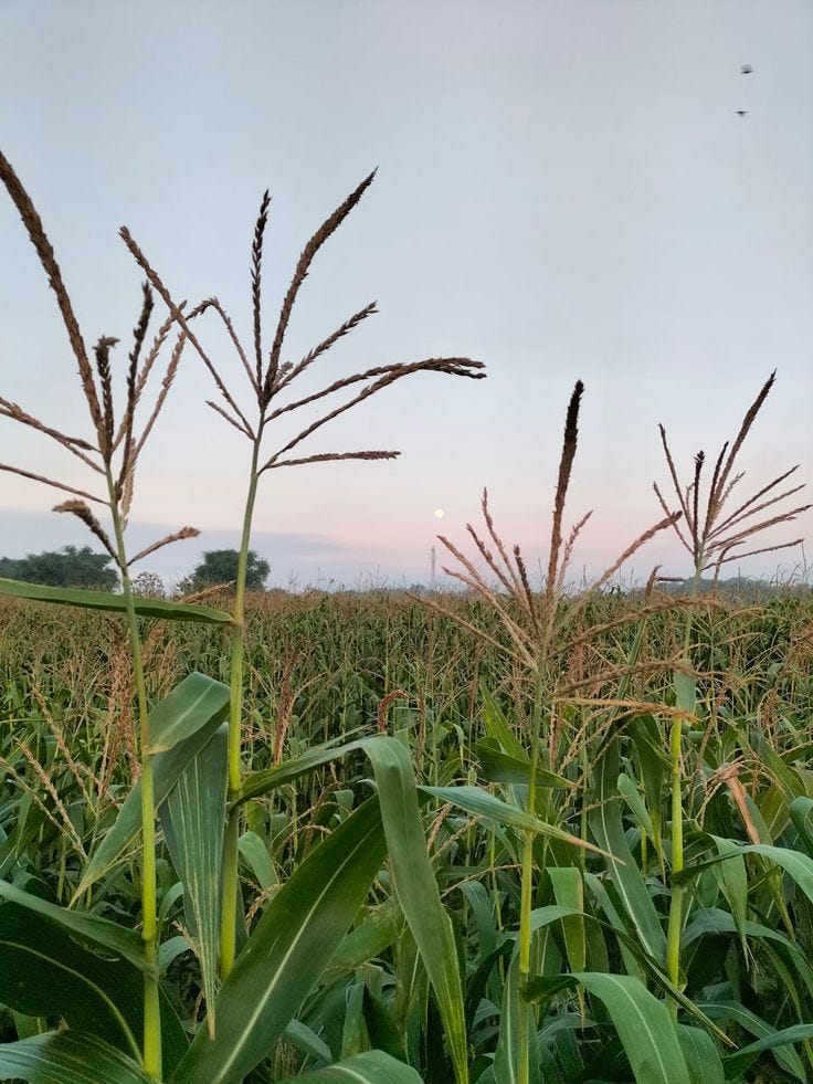 Bersenggama di Ladang Jagung 🔞