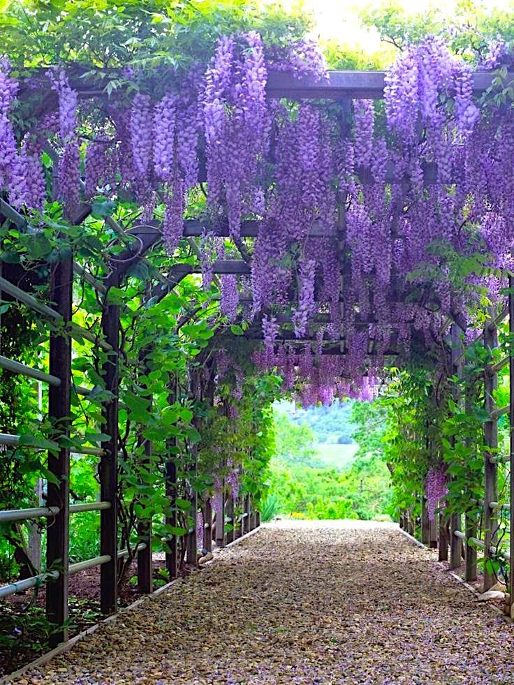 The Beauty of Modesto Wisteria: A Feast for the Senses… | by The Not Old  Better Show, Paul Vogelzang | Medium