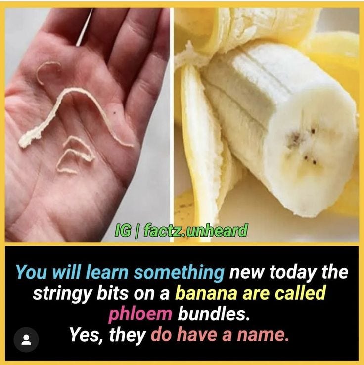 Those Stringy Bits in a Banana? Yes, They Have a Name 😄