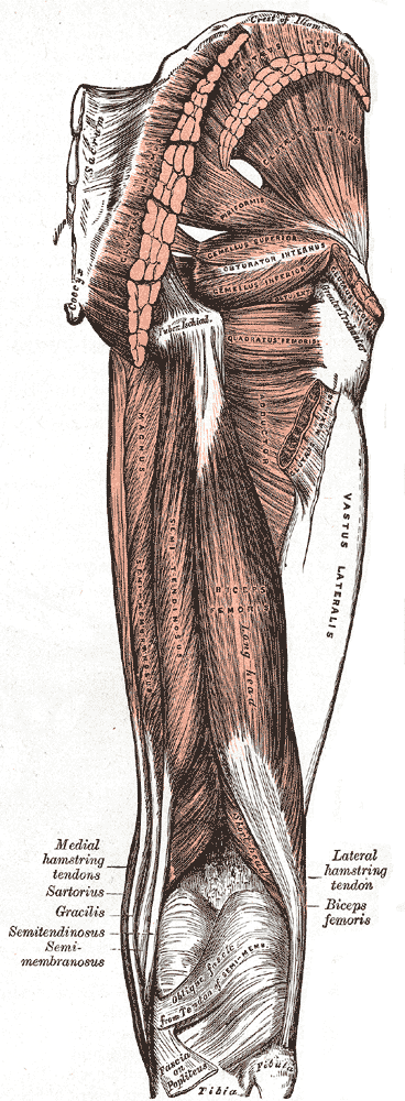 sartorius muscle pain