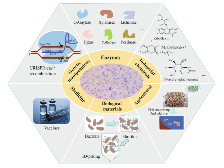 Application Of Bacillus Subtilis In Industrial Agriculture By Arshine Medium