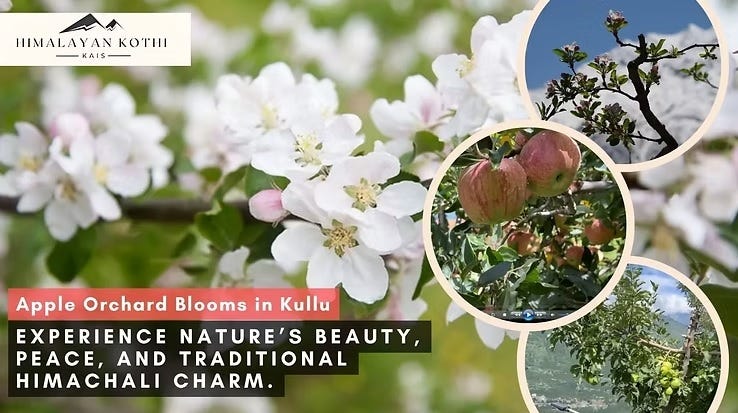 Apple Orchard Blooms in Kullu — A Delightful Himalayan Experience