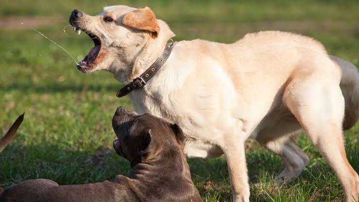Dog Bite Lawyer | Legal Help for Dog Attack and Animal Injury Claims
